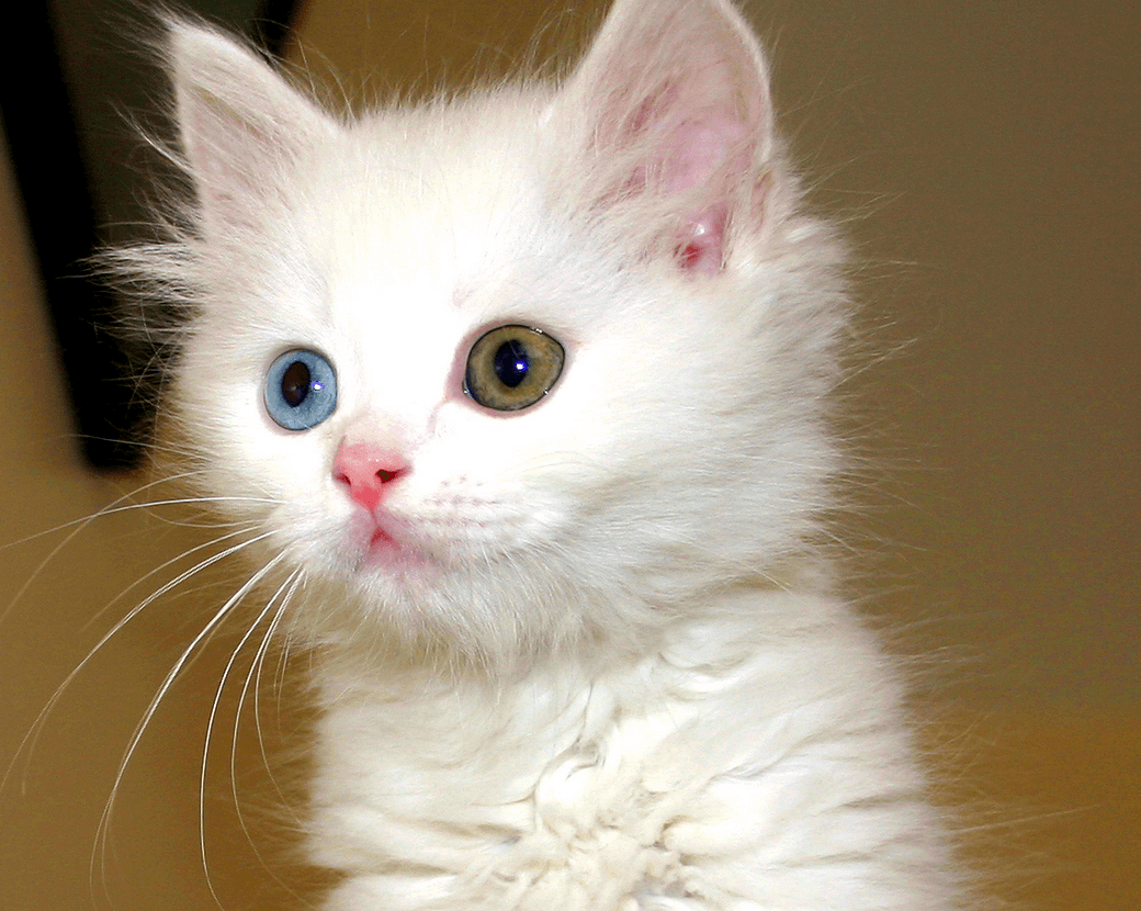 Turkish Van Cat